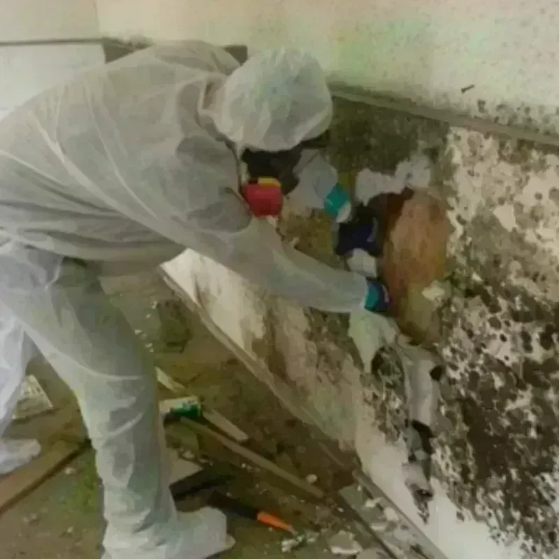 Mold Remediation and Removal in LaGrange, GA